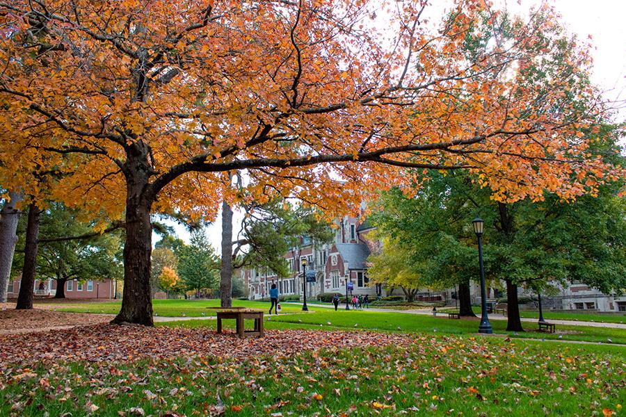 Front quad of campus with a fall tree.